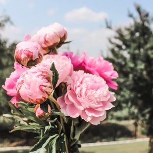 Meet your Posher, Lizzy